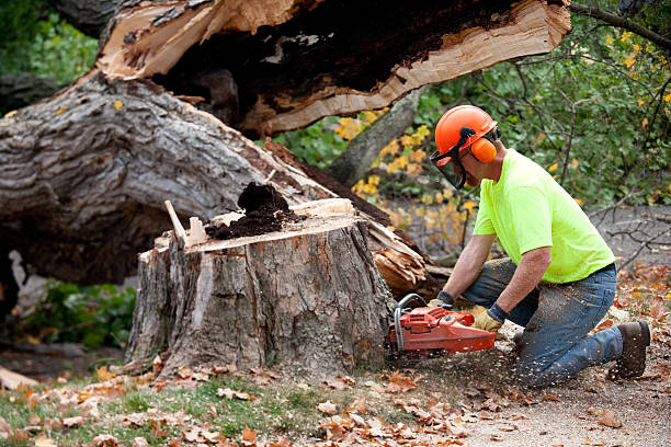  Osceola, WI Tree Service Pros